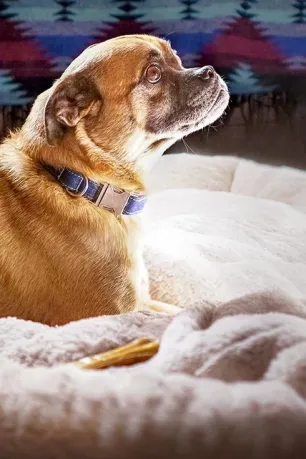 It's Bruno! (season 1)